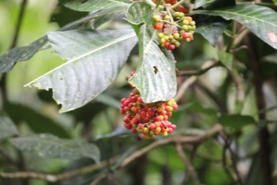 Psychotria grandis, photographed by Ashwin Srinivasan