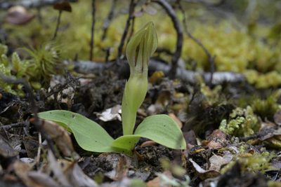 Chiloglottis cornuta, photographed by Jerry Cooper