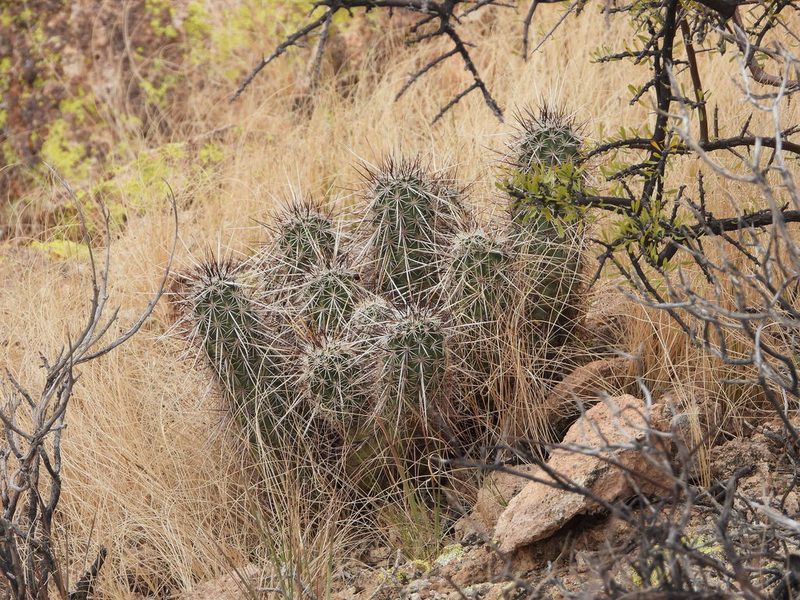 Echinocereus engelmannii, photographed by Jared Shorma