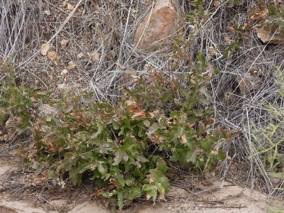 Acourtia wrightii, photographed by Jared Shorma
