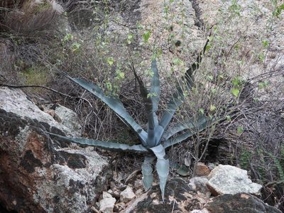 Agave chrysantha, photographed by Jared Shorma