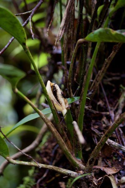 Scindapsus kinabaluensis, photographed by Shawn O'Donnell