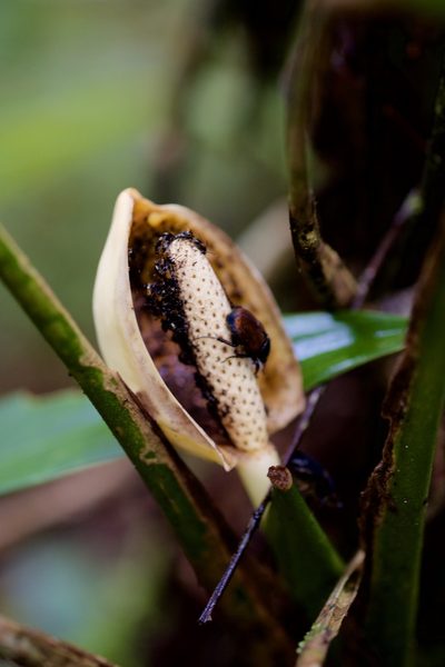 Scindapsus kinabaluensis, photographed by Shawn O'Donnell
