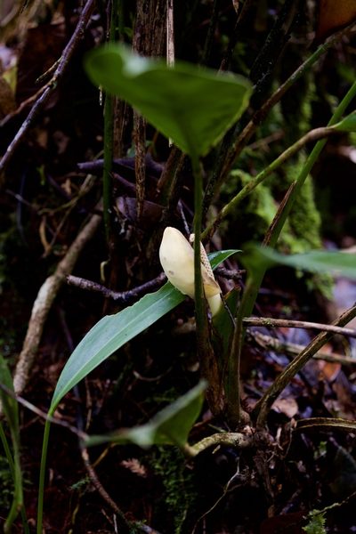 Scindapsus kinabaluensis, photographed by Shawn O'Donnell
