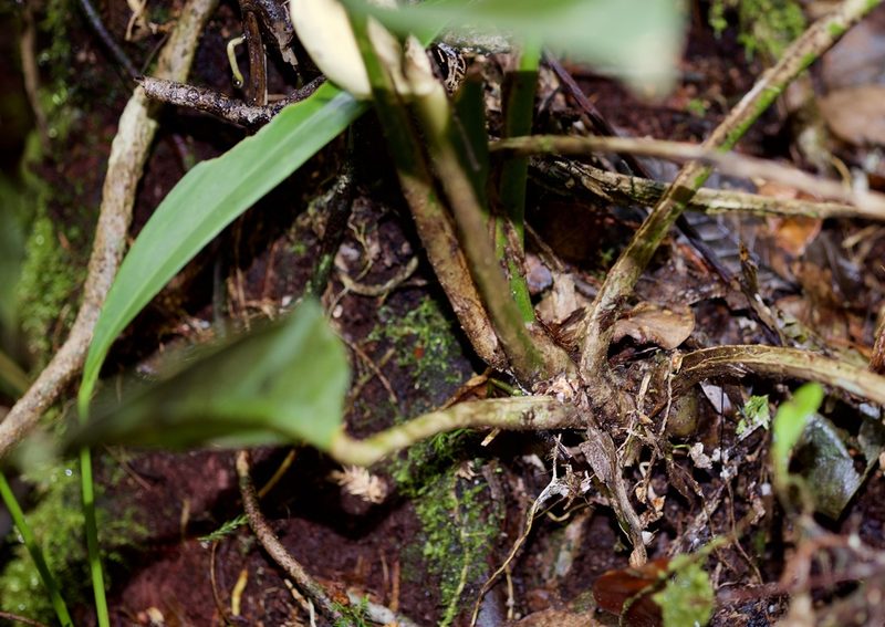 Scindapsus kinabaluensis, photographed by Shawn O'Donnell
