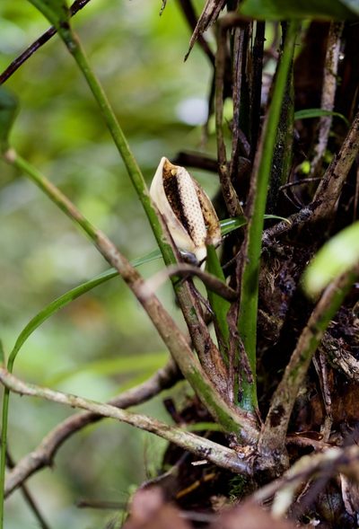 Scindapsus kinabaluensis, photographed by Shawn O'Donnell