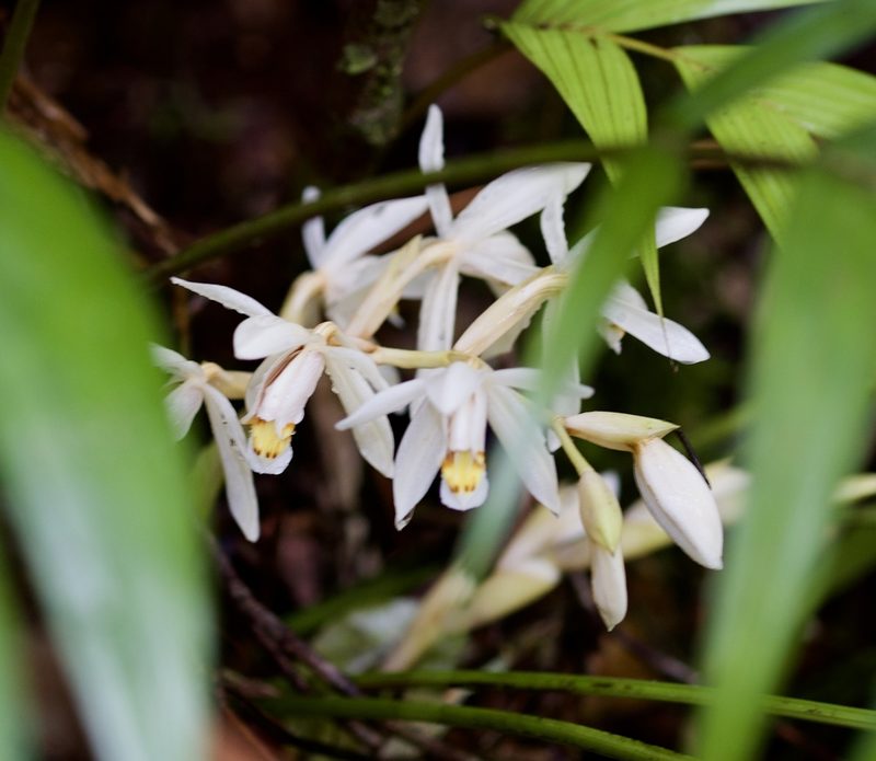 Coelogyne hirtella, photographed by Shawn O'Donnell