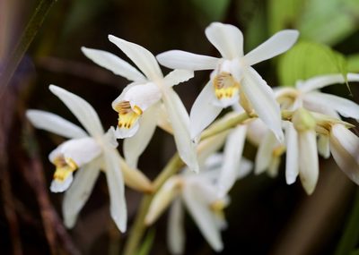 Coelogyne hirtella, photographed by Shawn O'Donnell