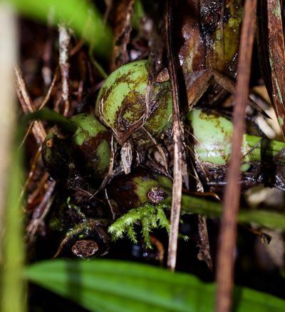 Coelogyne hirtella, photographed by Shawn O'Donnell