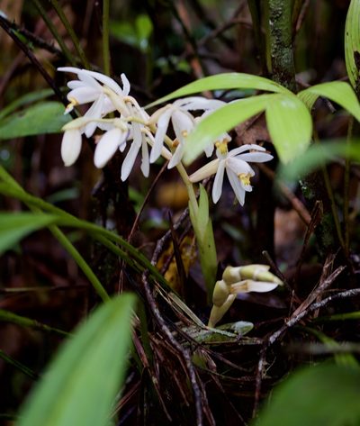 Coelogyne hirtella, photographed by Shawn O'Donnell