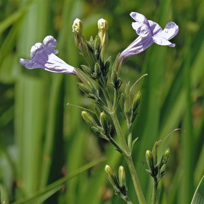 Ruellia ciliatiflora, photographed by Hugo Hulsberg