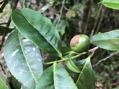 Camellia furfuracea, photographed by Cheng-Tao Lin