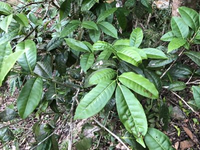Camellia furfuracea, photographed by Cheng-Tao Lin