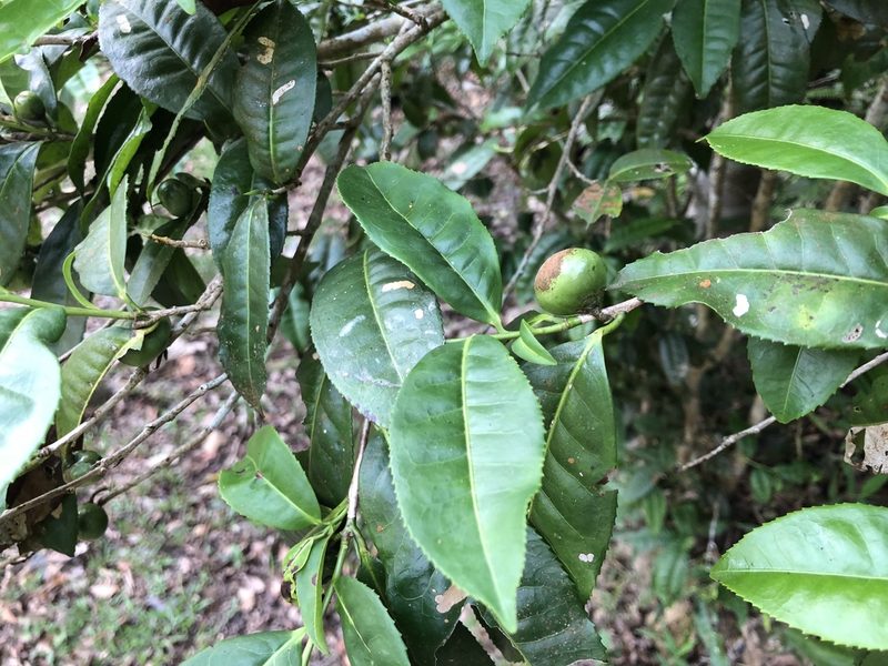 Camellia furfuracea, photographed by Cheng-Tao Lin