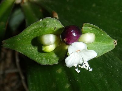Tradescantia zanonia, photographed by Kai Squires