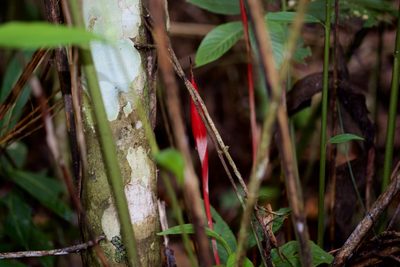 Hornstedtia gracilis, photographed by Shawn O'Donnell