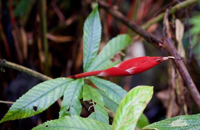 Hornstedtia gracilis, photographed by Shawn O'Donnell