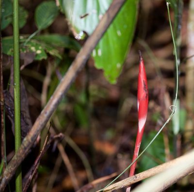 Hornstedtia gracilis, photographed by Shawn O'Donnell