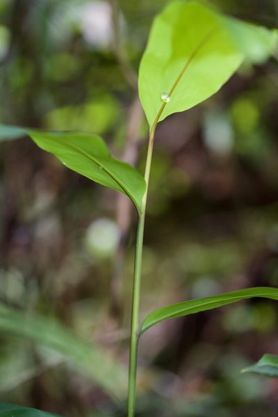 Hornstedtia gracilis, photographed by Shawn O'Donnell