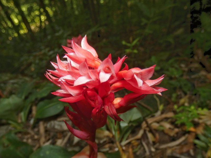 Stenorrhynchos albidomaculatum, photographed by Kai Squires