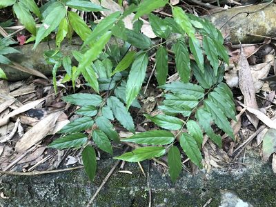 Ventilago leiocarpa, photographed by Cheng-Tao Lin