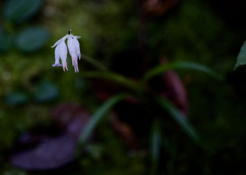 Burmannia longifolia, photographed by Shawn O'Donnell