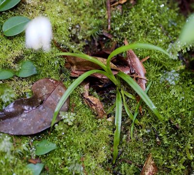 Burmannia longifolia, photographed by Shawn O'Donnell