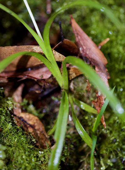 Burmannia longifolia, photographed by Shawn O'Donnell