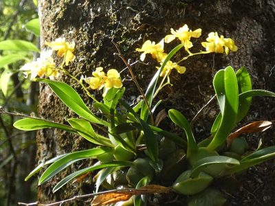 Oncidium cheirophorum, photographed by Kai Squires