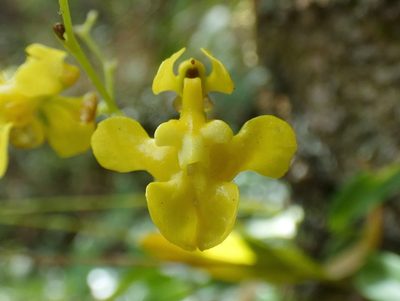 Oncidium cheirophorum, photographed by Kai Squires