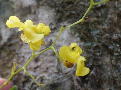 Oncidium cheirophorum, photographed by Kai Squires