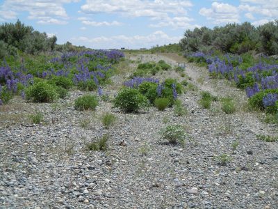 Lupinus prunophilus, photographed by Matt Lavin