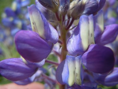 Lupinus prunophilus, photographed by Matt Lavin