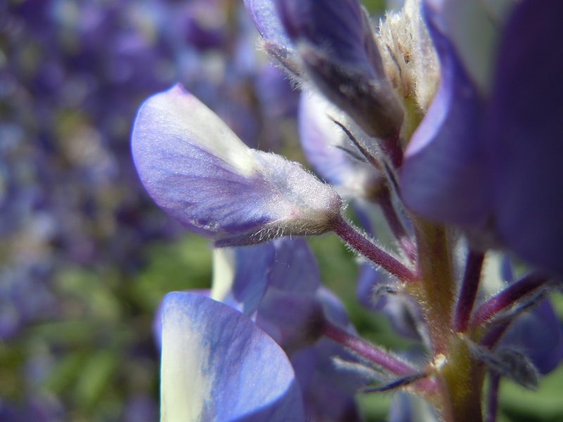 Lupinus prunophilus, photographed by Matt Lavin