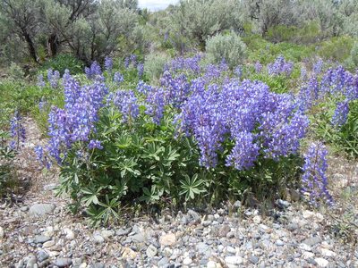 Lupinus prunophilus, photographed by Matt Lavin