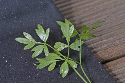 Anisotome filifolia, photographed by Jerry Cooper