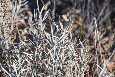 Artemisia cana, photographed by Jay Pruett