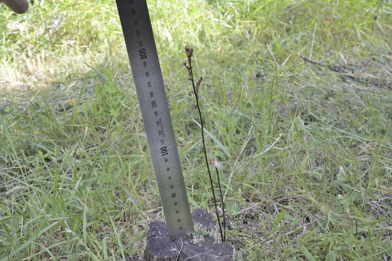 Gastrodia minor, photographed by Jerry Cooper