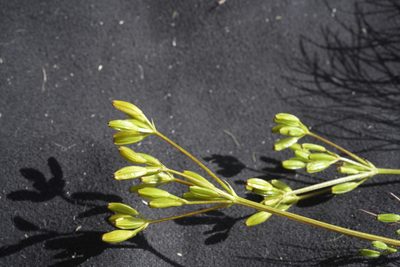 Anisotome filifolia, photographed by Jerry Cooper