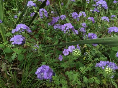 Phacelia maculata, photographed by lejones417