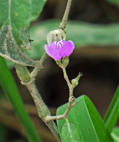 Justicia kuntzei, photographed by Hugo Hulsberg