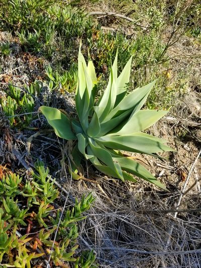 Agave attenuata, photographed by James C. Davis