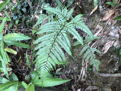 Dryopteris sordidipes, photographed by Cheng-Tao Lin