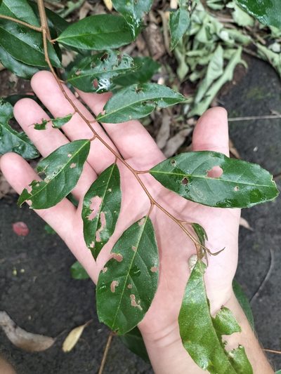Elaeagnus triflora, photographed by Matthew Borella