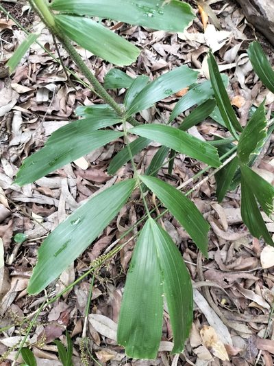 Calamus caryotoides, photographed by Matthew Borella