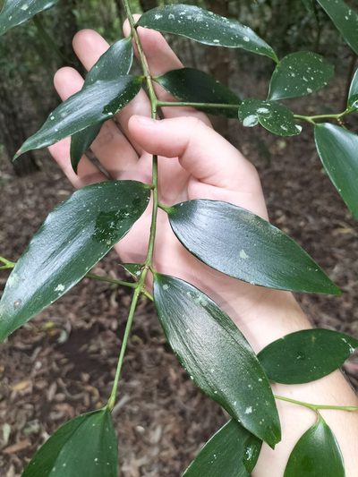 Agathis robusta, photographed by Matthew Borella