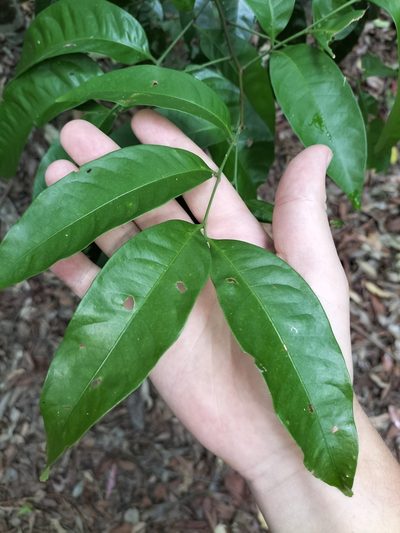 Guioa acutifolia, photographed by Matthew Borella