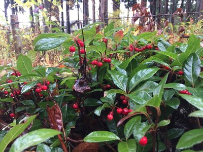Ardisia japonica, photographed by kamataryo