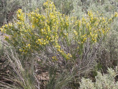 Tetradymia spinosa, photographed by Matt Lavin