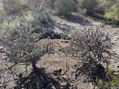 Cylindropuntia thurberi, photographed by CK2AZ